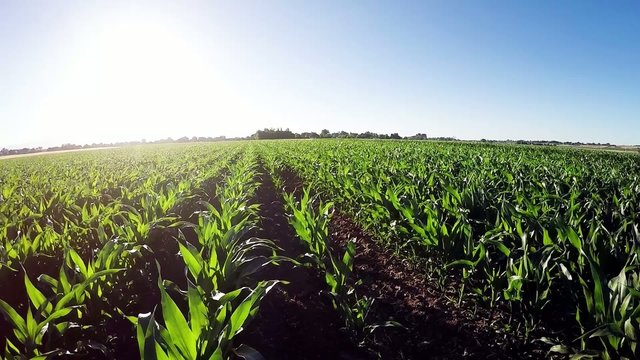 Rows of corn growing in a field