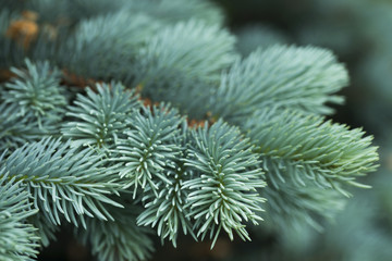 Blue spruce branches on a green background