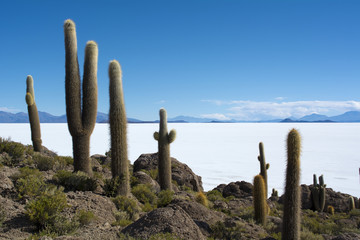 ウユニ塩湖にあるインカワシ島