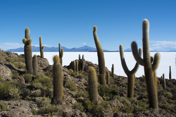 ウユニ塩湖にあるインカワシ島