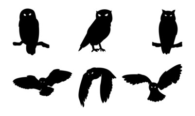 Download Search photos Category Animals > Birds > Owls