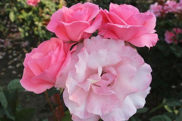 バラ　クィーンエリザベス