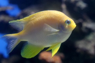 Yellow FIsh
