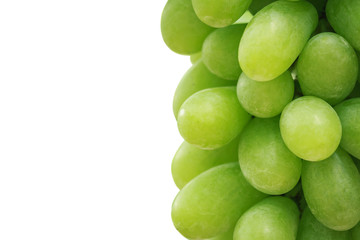 Bunch of fresh green grapes in vineyard