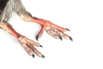 Dead pigeon isolated on white background