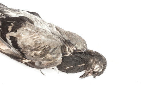 Dead pigeon isolated on white background