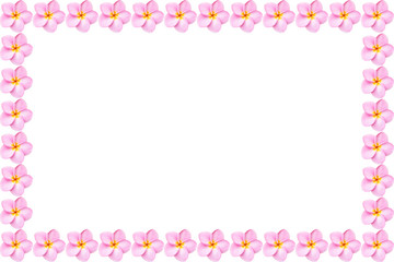 Close up pink frangipani flower isolated on white