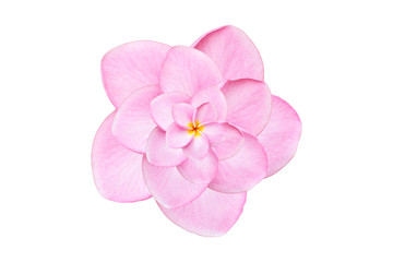 Fototapeta na wymiar Close up pink frangipani flower isolated on white