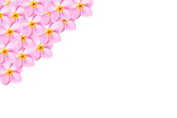 Fototapeta na wymiar Close up pink frangipani flower isolated on white