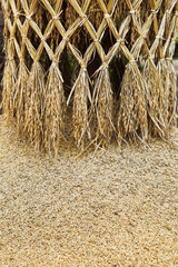 paddy or rice grain (oryza)