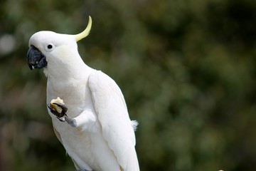Cockatoo holding and eating banana