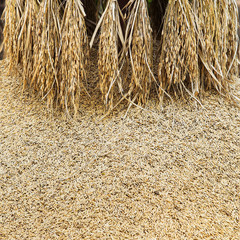 paddy or rice grain (oryza)