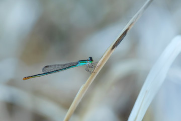 Dragonfly on grass in texture