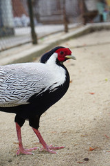 Fototapeta premium Silver pheasant with red marking around the eyes