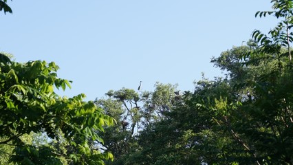 木の上にとまる鳥