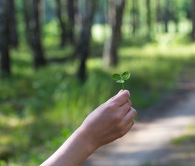 Woman's hand holding clover leaf