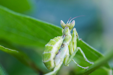 Praying mantis (Mantis religiosa) on green leaf