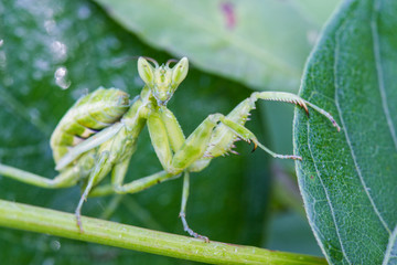 Praying mantis (Mantis religiosa) on green leaf