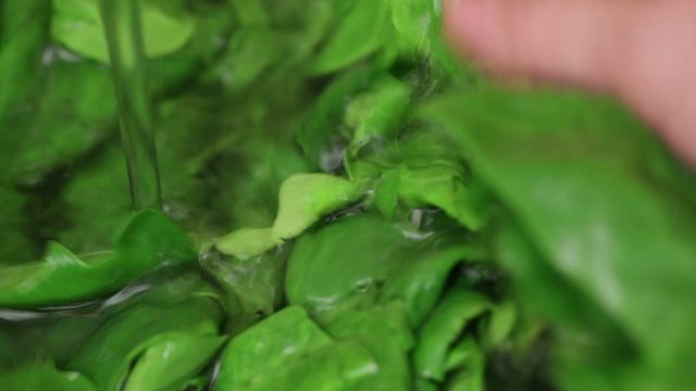 Chef washing spinach leaves using freshwater