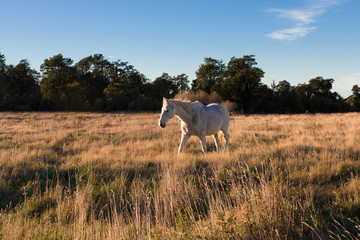 Old horse on pasture