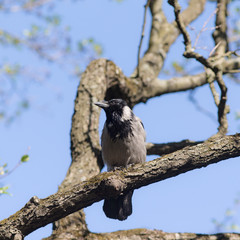 portrait of crow