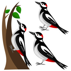 Woodpecker