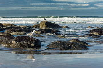 Tide pool area with seagulls