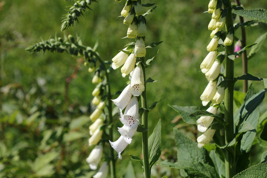 White  Foxglove Flowers (Digitalis) In A Garden In Summer.