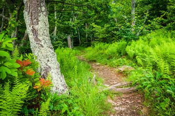 Ferns and trees along the Frazier Discovery Trail in Shenandoah