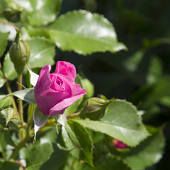 Rose bud in the garden over natural background