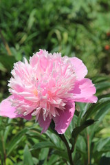 pink peony in garden