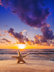 Plakat starfish on the beach