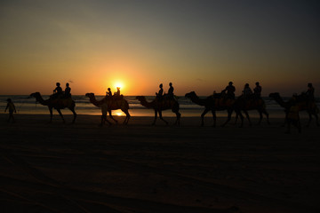 Camel walk on the beach at sunset