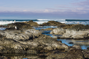 Seagulls searching tidal area for food