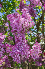 Lilac selective focus