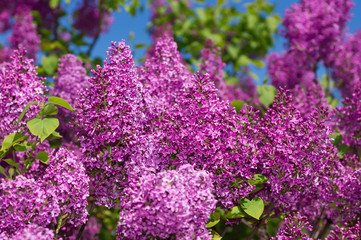 Lilac selective focus