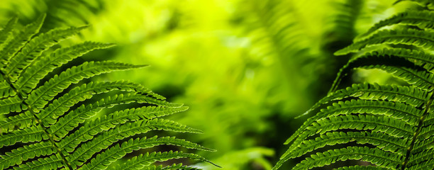 Green leaves of fern