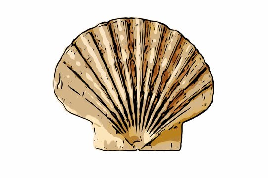 scallop seashell illustration