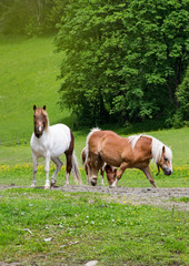 Obraz na płótnie Canvas Horses grazing