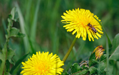 bee sits on a yellow flower