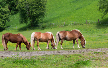 Obraz premium Horses grazing