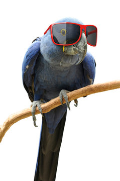Funny hipster parrot wearing cool red sunglasses