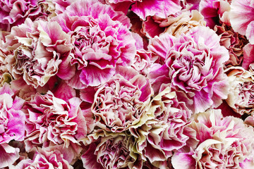 Pink carnations background