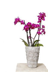 Naklejka na ściany i meble Beautiful pink orchid flowers in ceramic pot.