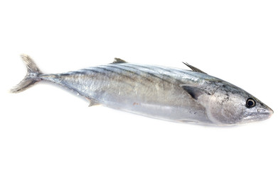 bonito