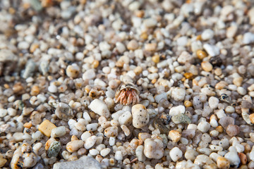 hermit crab in sand