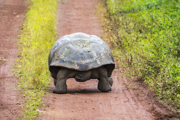 Giant tortoise in El Chato Tortoise Reserve, Galapagos islands (Ecuador)