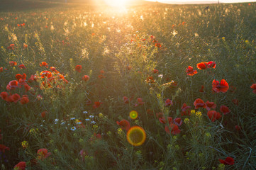 Fototapeta na wymiar Beautiful summer field in sunset