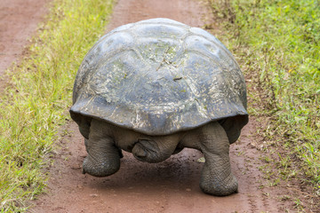 Obraz premium Giant tortoise in El Chato Tortoise Reserve, Galapagos islands (Ecuador)