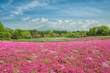 Fuji with the field of pink moss at Shibazakura festival, Yamana
